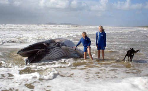 Kelly and Tayla Stjernqvist with a humpback whale that was found washed up on Noosa North Shore. Kelly and Tayla Stjernqvist with a humpback whale that was found washed up on Noosa North Shore.